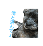 愛犬たける愛猫みゅう（個別スタンプ：11）