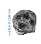 愛犬たける愛猫みゅう（個別スタンプ：15）