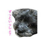 愛犬たける愛猫みゅう（個別スタンプ：16）