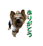 ヨークシャテリアのトッポ君（個別スタンプ：1）