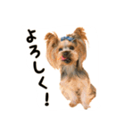 ヨークシャテリアのトッポ君（個別スタンプ：2）