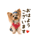 ヨークシャテリアのトッポ君（個別スタンプ：3）