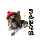 ヨークシャテリアのトッポ君（個別スタンプ：4）