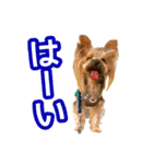 ヨークシャテリアのトッポ君（個別スタンプ：8）