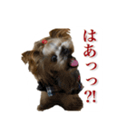 ヨークシャテリアのトッポ君（個別スタンプ：15）