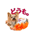 ヨークシャテリアのトッポ君（個別スタンプ：17）