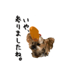 ヨークシャテリアのトッポ君（個別スタンプ：18）
