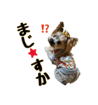 ヨークシャテリアのトッポ君（個別スタンプ：19）