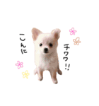 チワワのチクワ（個別スタンプ：1）