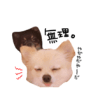 チワワのチクワ（個別スタンプ：24）