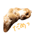 HANAスコスタンプ（個別スタンプ：6）