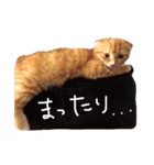 HANAスコスタンプ（個別スタンプ：15）