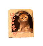 HANAスコスタンプ（個別スタンプ：16）