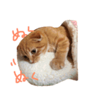 HANAスコスタンプ（個別スタンプ：21）