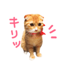 HANAスコスタンプ（個別スタンプ：27）