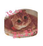 HANAスコスタンプ（個別スタンプ：30）