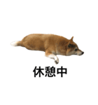 柴犬太郎の日常使えるスタンプ（個別スタンプ：1）
