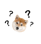 柴犬太郎の日常使えるスタンプ（個別スタンプ：3）