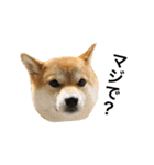 柴犬太郎の日常使えるスタンプ（個別スタンプ：4）