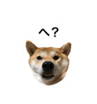 柴犬太郎の日常使えるスタンプ（個別スタンプ：5）