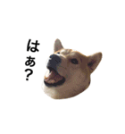柴犬太郎の日常使えるスタンプ（個別スタンプ：6）