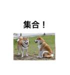 柴犬太郎の日常使えるスタンプ（個別スタンプ：8）
