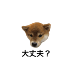 柴犬太郎の日常使えるスタンプ（個別スタンプ：9）