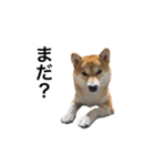 柴犬太郎の日常使えるスタンプ（個別スタンプ：10）