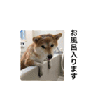 柴犬太郎の日常使えるスタンプ（個別スタンプ：11）