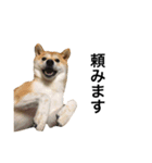 柴犬太郎の日常使えるスタンプ（個別スタンプ：12）
