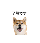 柴犬太郎の日常使えるスタンプ（個別スタンプ：13）