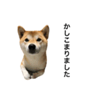 柴犬太郎の日常使えるスタンプ（個別スタンプ：14）