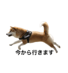 柴犬太郎の日常使えるスタンプ（個別スタンプ：17）