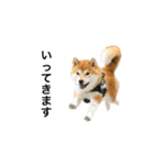 柴犬太郎の日常使えるスタンプ（個別スタンプ：18）
