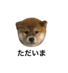 柴犬太郎の日常使えるスタンプ（個別スタンプ：23）