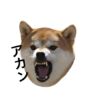 柴犬太郎の日常使えるスタンプ（個別スタンプ：28）