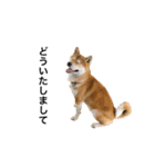 柴犬太郎の日常使えるスタンプ（個別スタンプ：32）