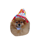 IVENT DOG（個別スタンプ：1）