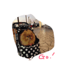 IVENT DOG（個別スタンプ：2）