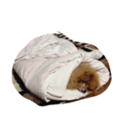 IVENT DOG（個別スタンプ：6）