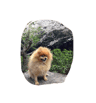 IVENT DOG（個別スタンプ：7）