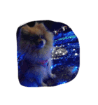 IVENT DOG（個別スタンプ：8）
