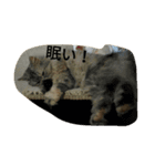 UraraStamp（個別スタンプ：5）