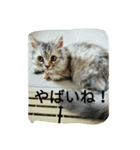 UraraStamp（個別スタンプ：7）