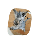UraraStamp（個別スタンプ：8）