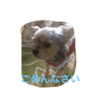 ぴょん吉（個別スタンプ：7）