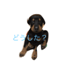 ドーベルマンの挨拶（個別スタンプ：10）