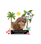 Wasabi My Shih Tzu Part 2（個別スタンプ：1）