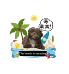 Wasabi My Shih Tzu Part 2（個別スタンプ：2）