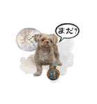 Wasabi My Shih Tzu Part 2（個別スタンプ：6）